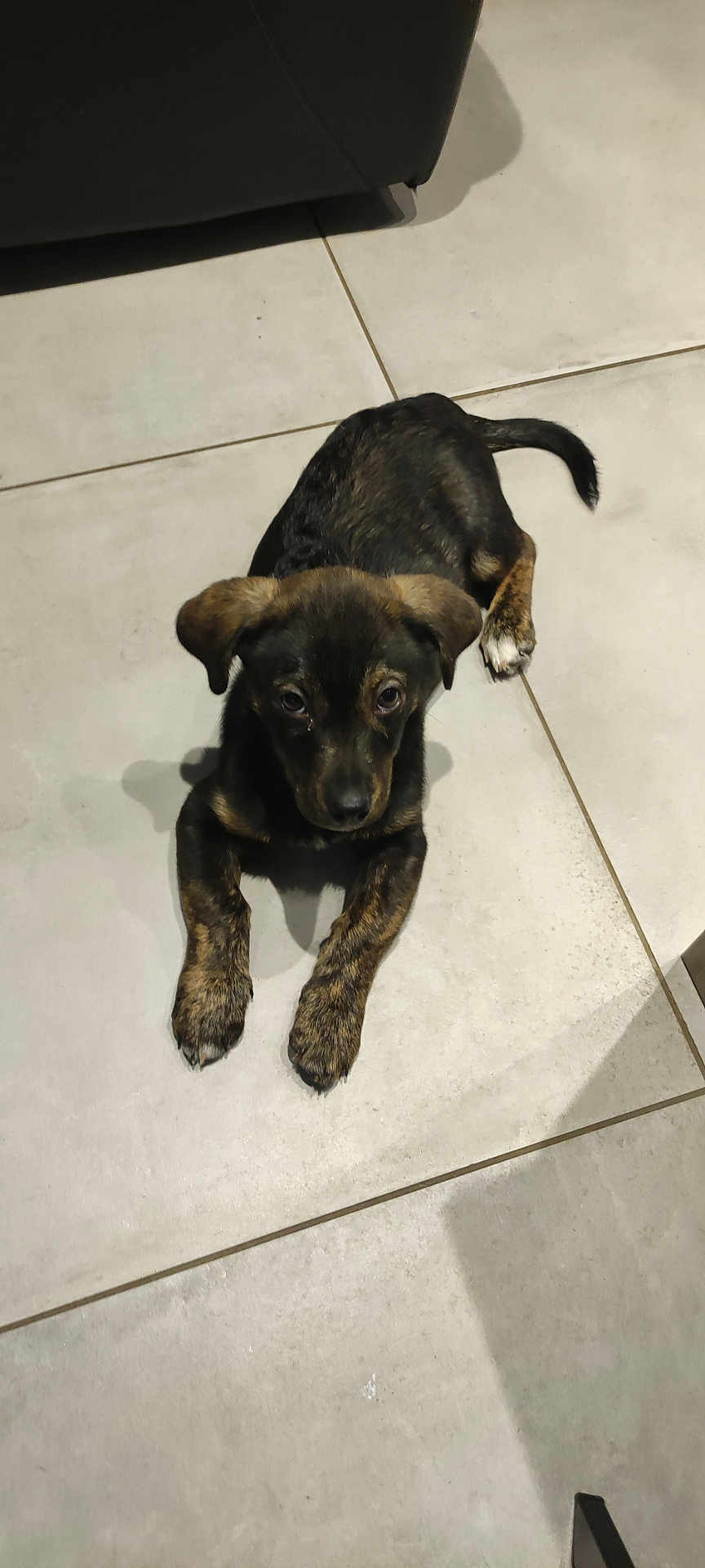 Ulice a rejoint le concours — aidez-le/la à gagner de superbes lots ! puppy, dog, brindle, floor, tile, indoor, pet, animal, canine, laying, curious, ears, shadow, young, cute, looking_up, domestic, companion, fur, small