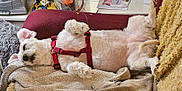 Stella a rejoint le concours — aidez-le/la à gagner de superbes lots ! dog, white_dog, sleeping, lying_down, red_harness, couch, blanket, cozy, indoor, pet, relaxed, fur, paw, ears, nose, home, comfort, resting, cute, animal