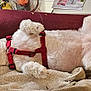 dog, white_dog, sleeping, lying_down, red_harness, couch, blanket, cozy, indoor, pet, relaxed, fur, paw, ears, nose, home, comfort, resting, cute, animal