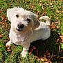 dog, white_dog, fluffy, grass, outdoor, autumn, leaves, sunlight, pet, cute, animal, nature, canine, playful, fur, daylight, small_dog, looking_up, friendly, adorable