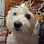 Stella participe au concours pour gagner de l'argent avec cette photo : dog, white_dog, crown, indoor, furniture, table, cabinet, television, curious, pet, close_up, fluffy, canine, portrait, animal, decor, person_partial, tablecloth, living_room, cute