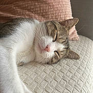 Tommy participe au concours pour gagner de l'argent avec cette photo : cat, sleeping, resting, indoor, cozy, whiskers, feline, pet, closeup, soft_light, cushion, blanket, relaxation, fur, pink, cream, texture, peaceful, nap, domestic_animal