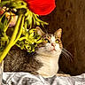 Tommy a rejoint le concours — aidez-le/la à gagner de superbes lots ! cat, animal, pet, feline, flower, red_flower, greenery, indoor, sunlight, patterned_cloth, whiskers, portrait, relaxed, close_up, yellow_eyes, tabby_cat, nature, still_life, decor, peaceful