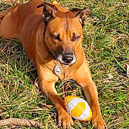 Shivas participe au concours pour gagner de l'argent avec cette photo : animal, brown_dog, canine, cheerful, collar, daylight, dog, ears, grass, muzzle, nature, outdoor, paw, pet, playing, relaxing, snout, summer, sunlight, toy