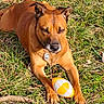 animal, brown_dog, canine, cheerful, collar, daylight, dog, ears, grass, muzzle, nature, outdoor, paw, pet, playing, relaxing, snout, summer, sunlight, toy