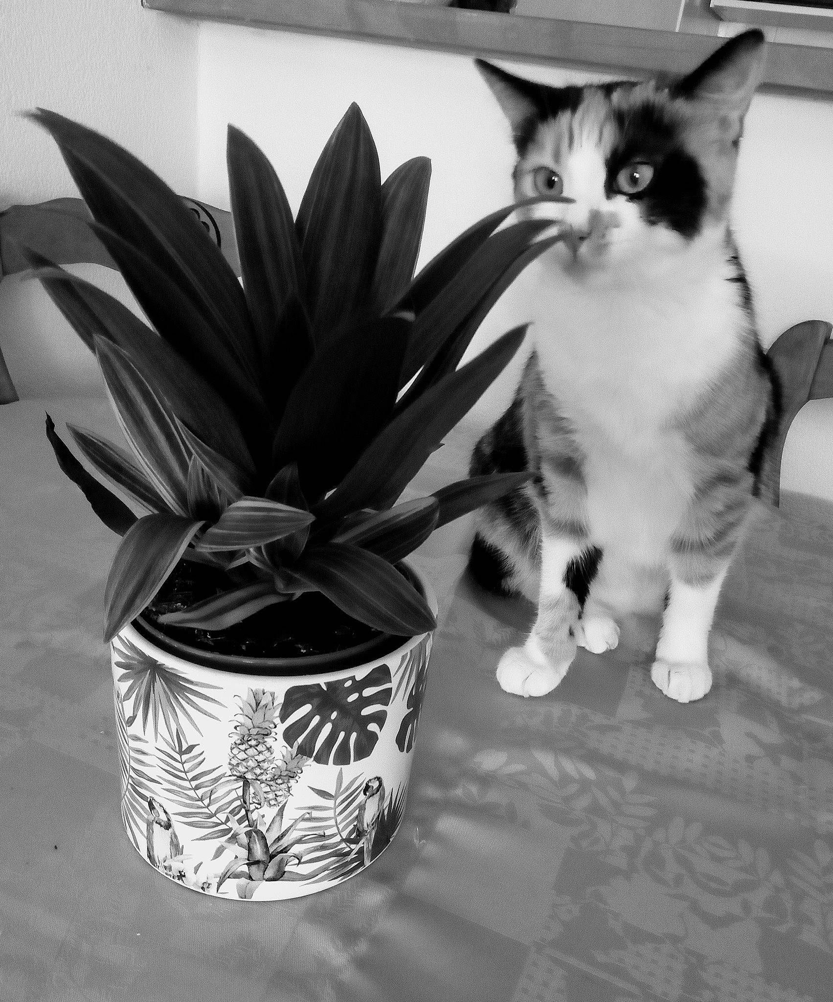 Poly a rejoint le concours — aidez-le/la à gagner de superbes lots ! black_and_white, bromeliaceae, carnivore, cat, domestic_short_haired_cat, felidae, flower, flowerpot, houseplant, kitten, monochrome, monochrome_photography, photography, plant, small_to_medium_sized_cats, still_life_photography, style, vase, whiskers, white