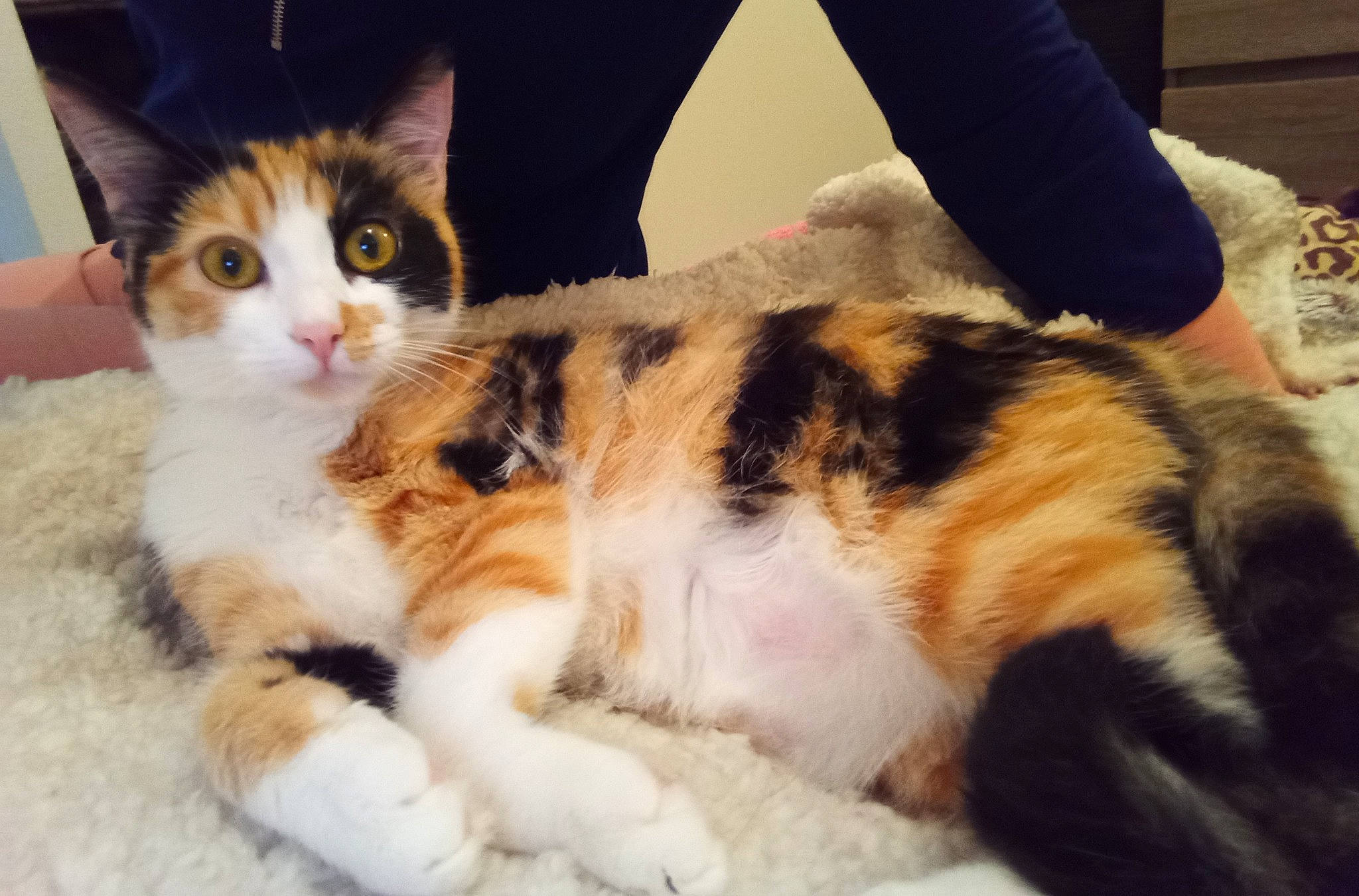 Poly a rejoint le concours — aidez-le/la à gagner de superbes lots ! aegean_cat, american_shorthair, american_wirehair, carnivore, cat, cymric, domestic_short_haired_cat, ear, european_shorthair, fawn, felidae, fur, kitten, mammal, paw, polydactyl_cat, small_to_medium_sized_cats, tabby_cat, vertebrate, whiskers