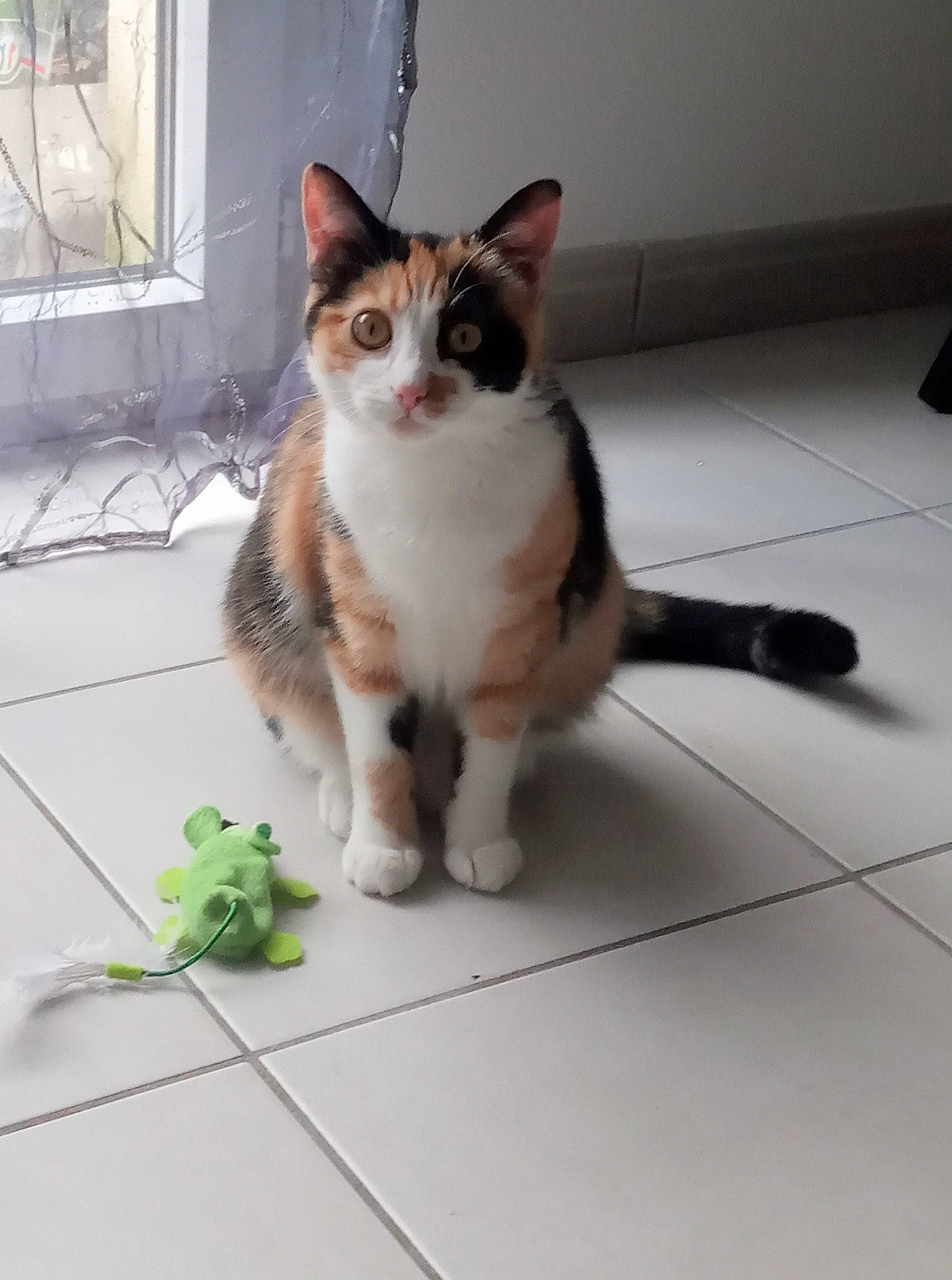 Poly participe au concours pour gagner de l'argent avec cette photo : aegean_cat, american_wirehair, carnivore, cat, domestic_short_haired_cat, european_shorthair, fawn, felidae, kitten, mammal, polydactyl_cat, small_to_medium_sized_cats, tail, whiskers