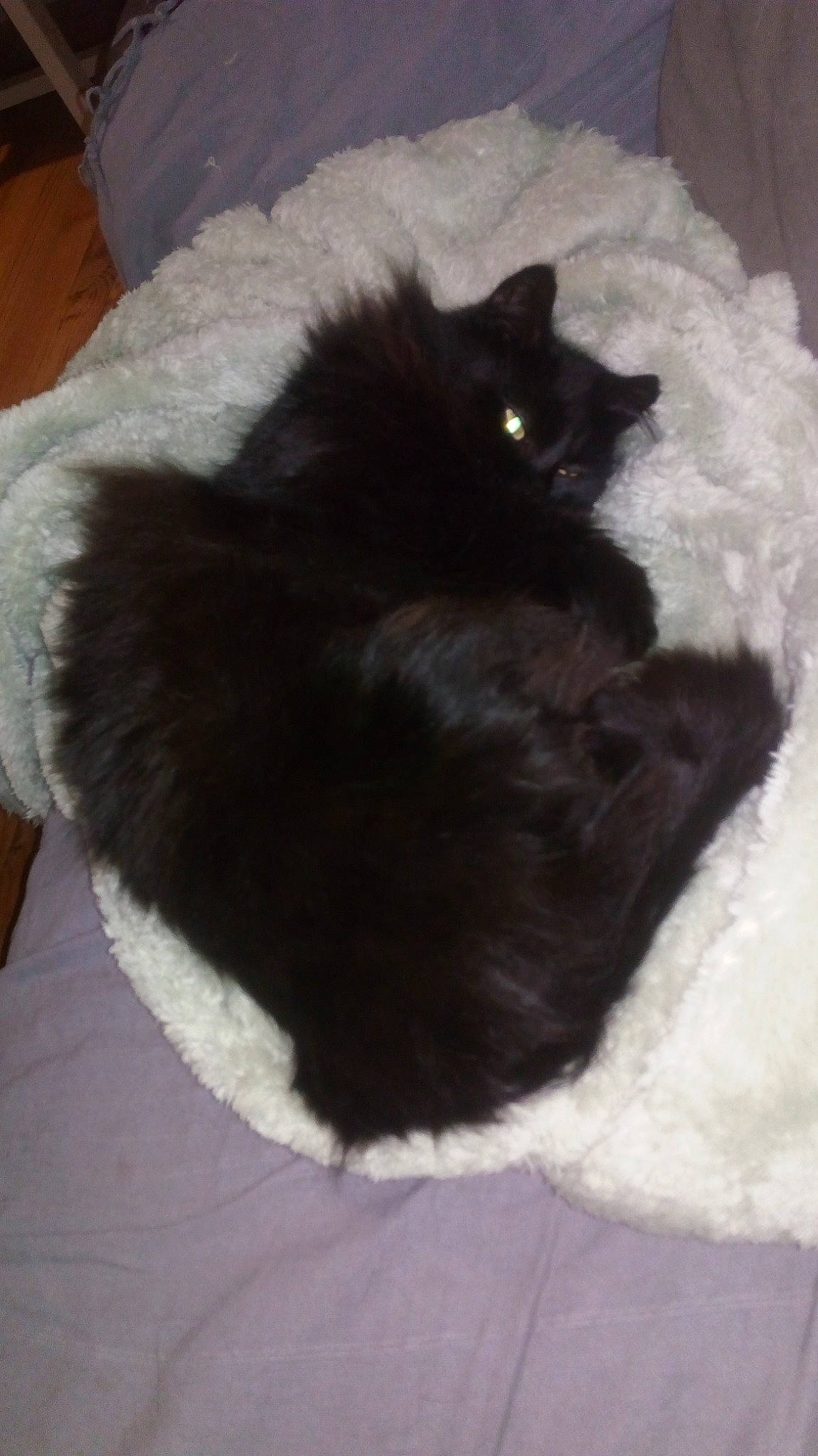 Pépite participe au concours pour gagner de l'argent avec cette photo : black, black_cat, carnivore, cat, domestic_long_haired_cat, ear, felidae, fur, norwegian_forest_cat, small_to_medium_sized_cats, tail, whiskers