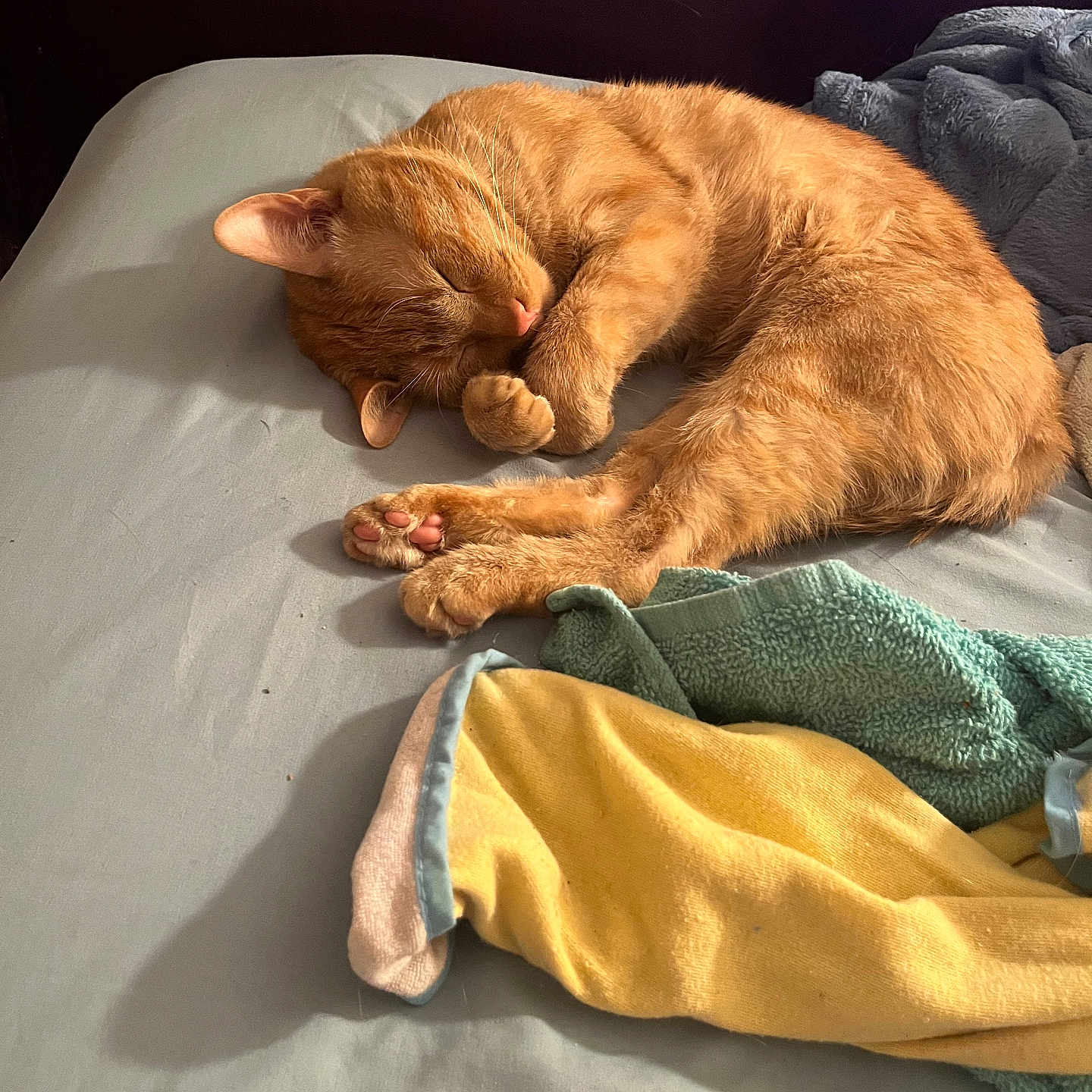 Simba is registered to the contest to win money with this photo: animal, bed, blanket, cat, comfort, cozy, cute, domestic_animal, feline, fur, indoor, orange_cat, paw, pet, relaxation, resting, sleep, sleeping, soft, towel
