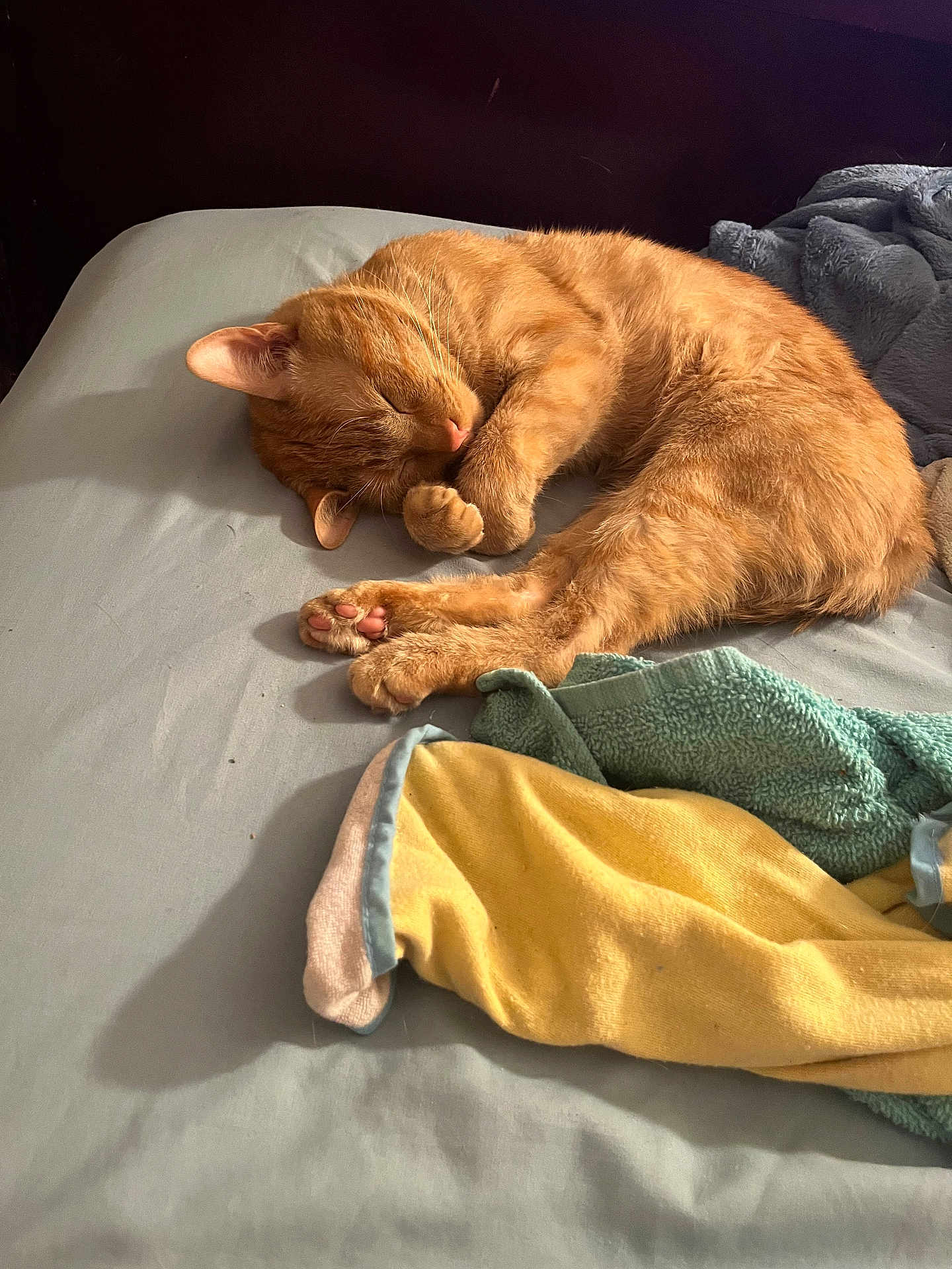 Simba is registered to the contest to win money with this photo: cat, orange_cat, sleeping, bed, blanket, towel, cozy, feline, pet, indoor, resting, fur, paw, cute, domestic_animal, animal, soft, relaxation, sleep, comfort