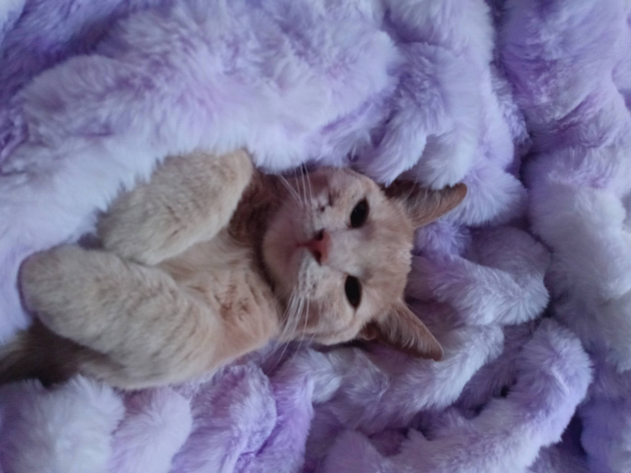 Stark joined the competition — help win amazing prizes! bed, carnivore, cat, cat_bed, claw, comfort, felidae, fur, linens, magenta, nap, paw, small_to_medium_sized_cats, tail, whiskers