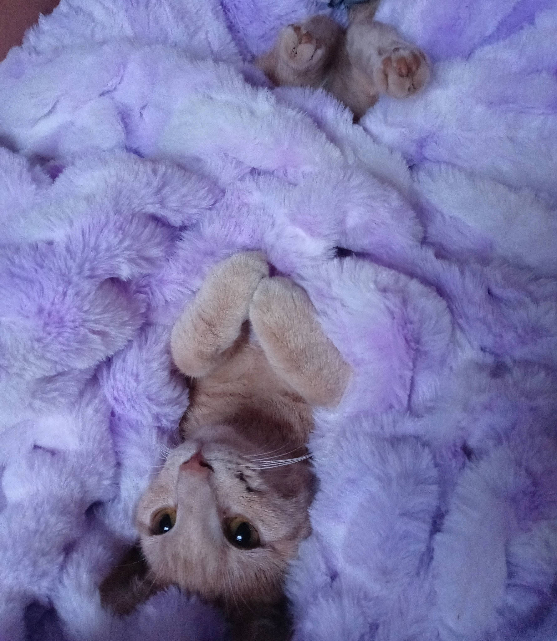 Stark is registered to the contest to win money with this photo: canidae, companion_dog, dog_breed, fawn, felidae, fur, linens, livestock, magenta, paw, petal, pink, plush, purple, small_to_medium_sized_cats, sporting_group, violet, white, winter, wool