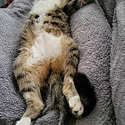 Bean joined the competition — help win amazing prizes! animal, blanket, cat, claws, comfort, cozy, cute, domestic, feline, fur, indoor, mammal, paw, pet, relaxed, resting, sleeping, soft, tabby, whiskers