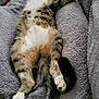 animal, blanket, cat, claws, comfort, cozy, cute, domestic, feline, fur, indoor, mammal, paw, pet, relaxed, resting, sleeping, soft, tabby, whiskers