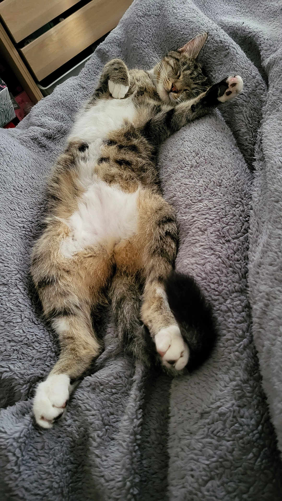 Bean