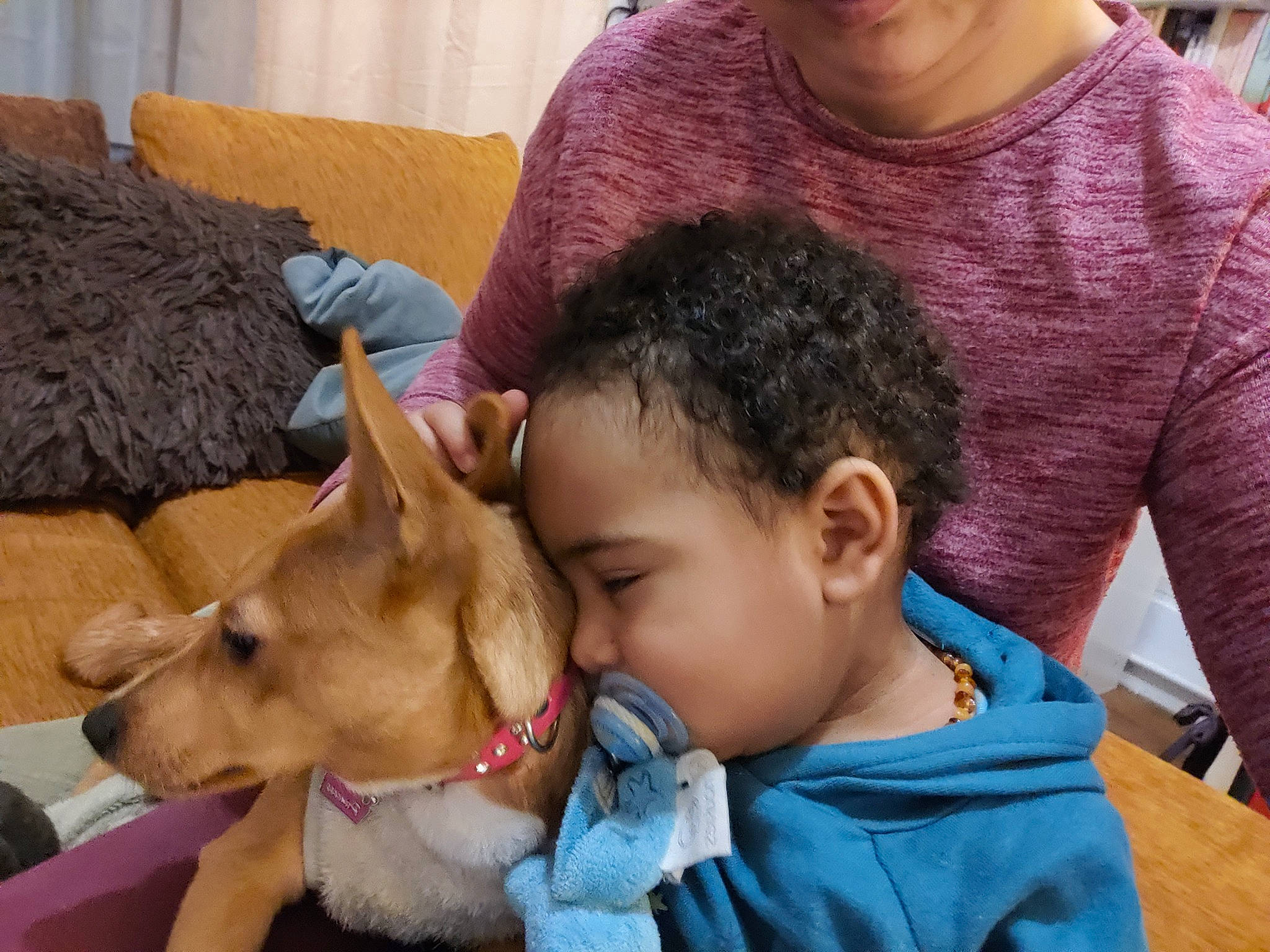 Chocapic a rejoint le concours — aidez-le/la à gagner de superbes lots ! basenji, canidae, carnivore, carolina_dog, child, companion_dog, dog, dog_breed, ear, fawn, mammal, puppy_love, snout, vertebrate