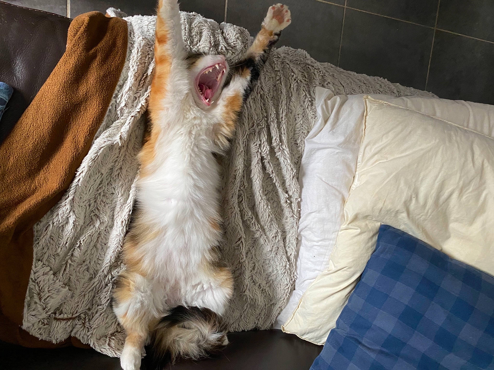 Rayban participe au concours pour gagner de l'argent avec cette photo : animal_product, canidae, carnivore, cat, claw, comfort, companion_dog, couch, fawn, felidae, fur, fur_clothing, linens, plaid, room, small_to_medium_sized_cats, snout, tartan, textile, whiskers