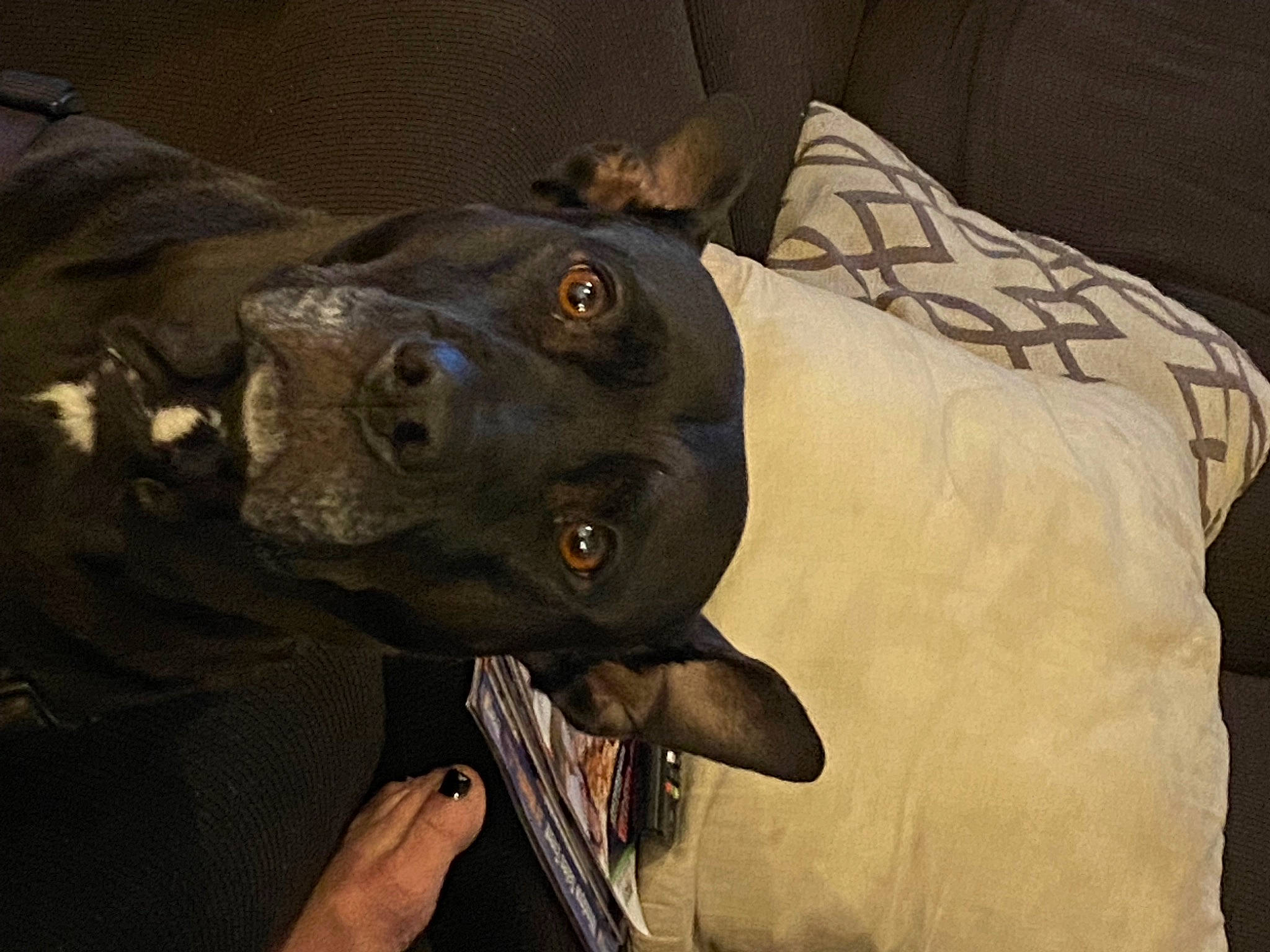 Kiah is registered to the contest to win money with this photo: borador, canidae, carnivore, collar, companion_dog, dog, dog_breed, dog_collar, ear, eye, fawn, guard_dog, non_sporting_group, personal_protective_equipment, snout, sporting_group, terrestrial_animal, whiskers, working_animal, working_dog