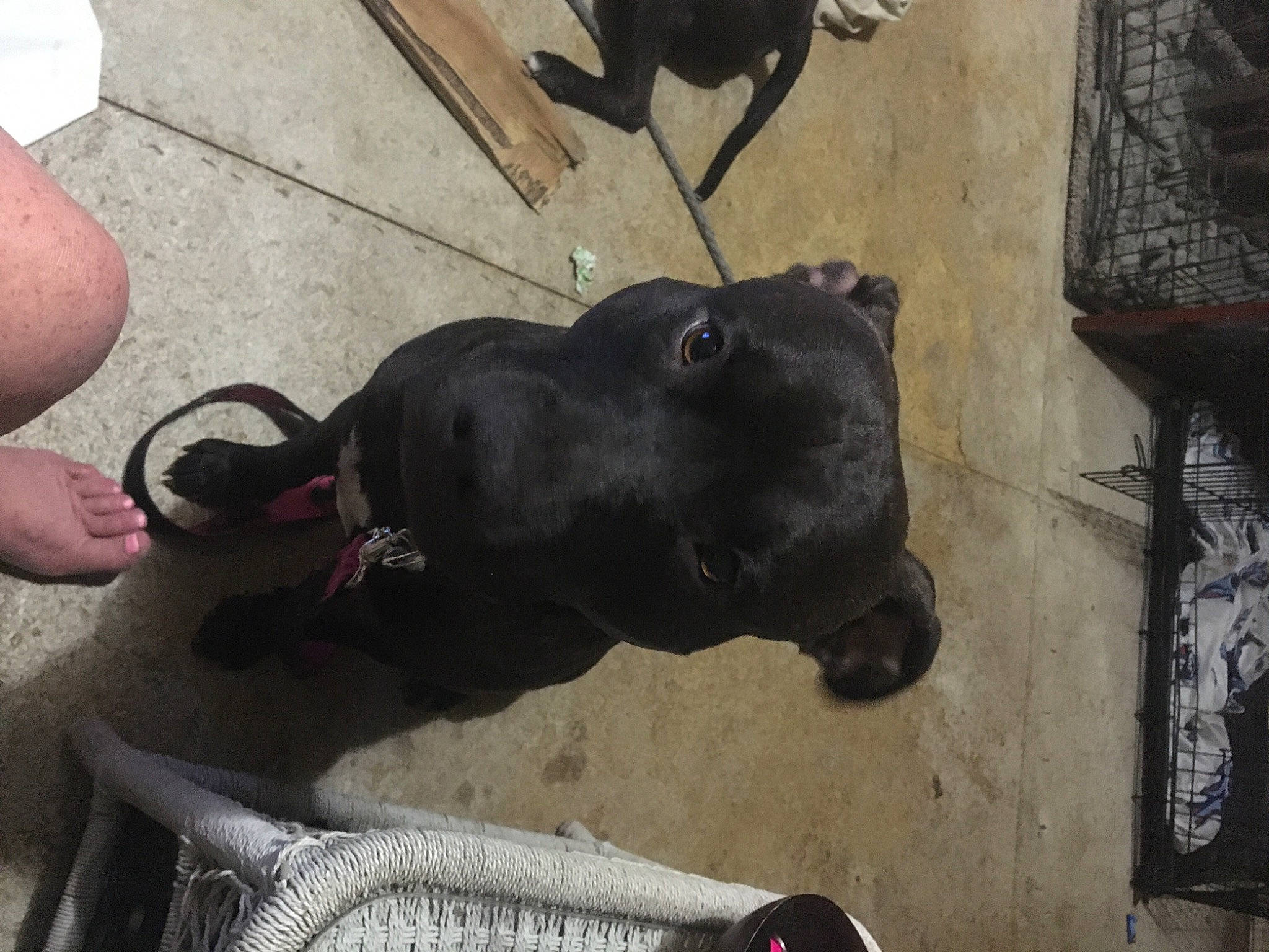 Smoke is registered to the contest to win money with this photo: adventure, borador, canidae, carnivore, collar, companion_dog, concrete, dog, dog_breed, dog_collar, fashion_accessory, fawn, guard_dog, leash, non_sporting_group, sporting_group, terrestrial_animal, wood, working_animal