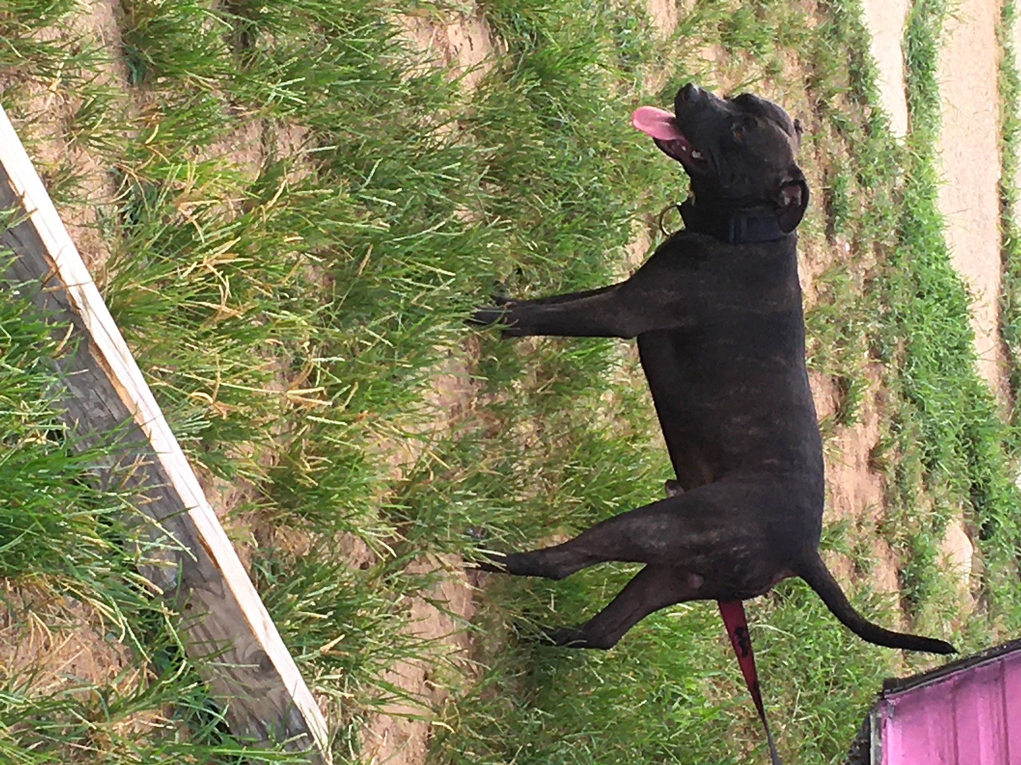 Smoke joined the competition — help win amazing prizes! art, canidae, carnivore, collar, dog, dog_breed, dog_collar, grass, grass_family, guard_dog, hunting_dog, leash, pet_supply, plant, shadow, sporting_group, tail, terrestrial_animal, tree, working_animal