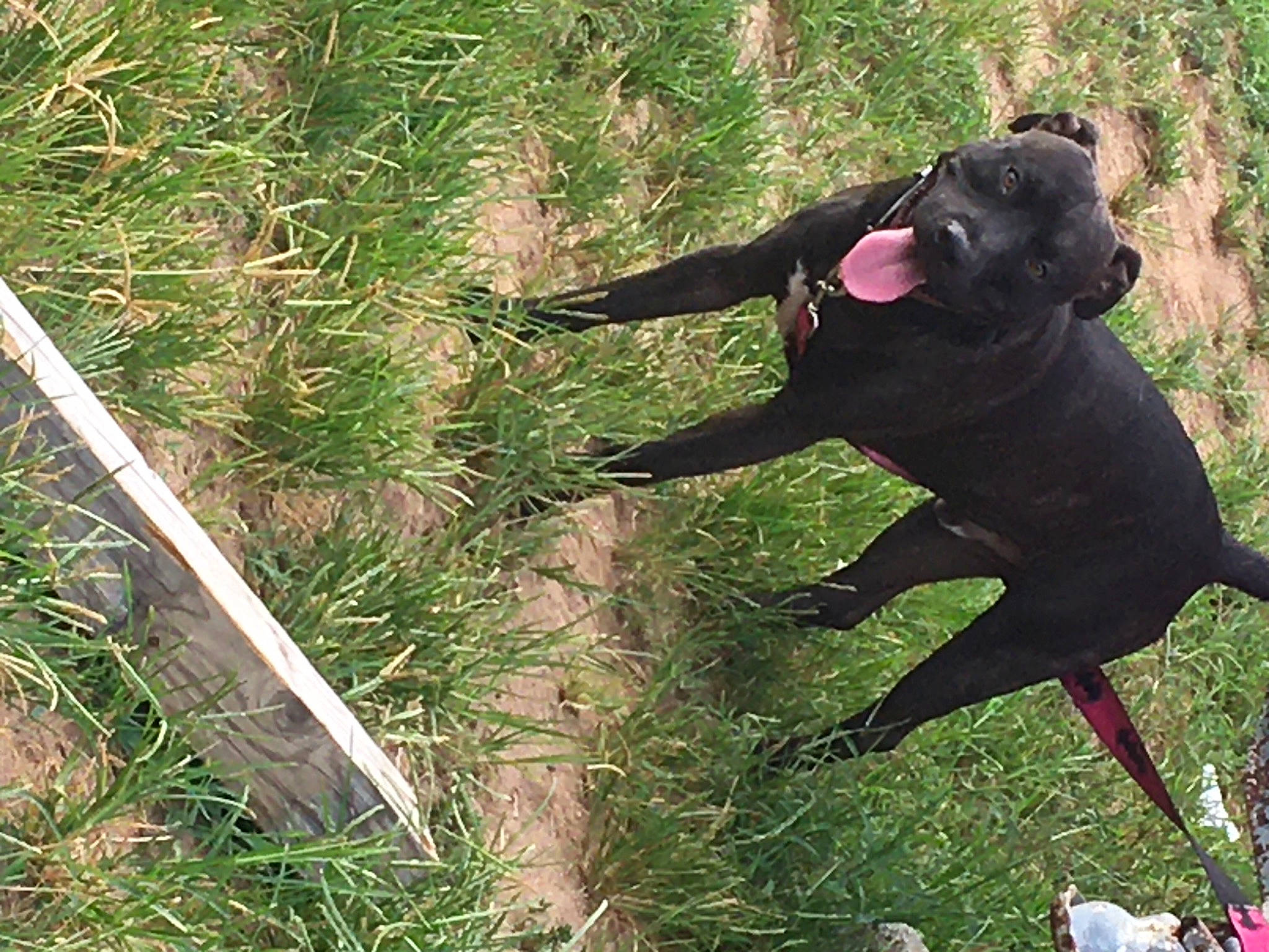 Smoke joined the competition — help win amazing prizes! borador, carnivore, collar, companion_dog, dog, dog_breed, dog_collar, grass, grass_family, grassland, groundcover, guard_dog, gun_dog, plant, soil, tail, terrestrial_animal, tree, working_animal, working_dog