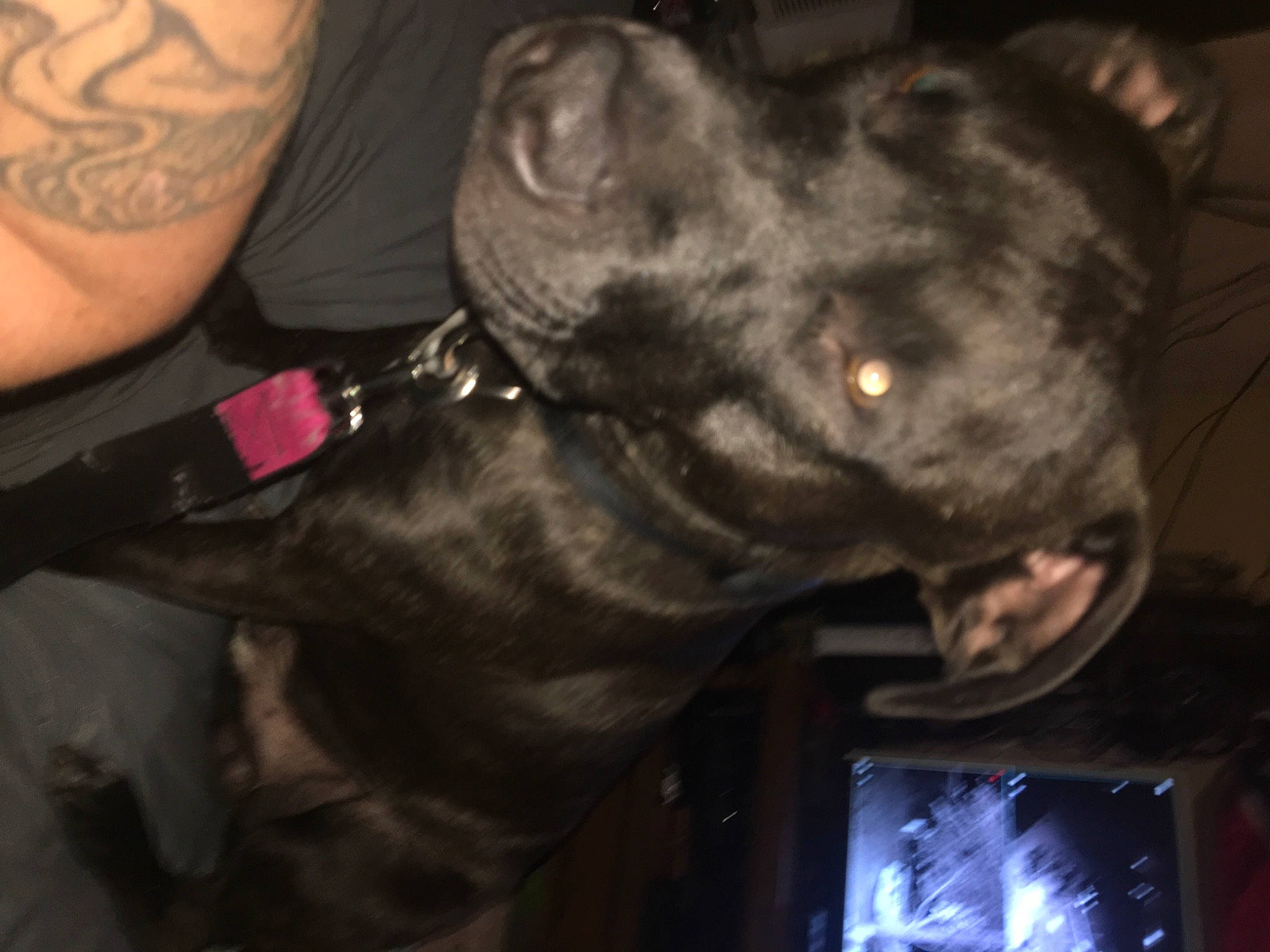 Smoke joined the competition — help win amazing prizes! borador, canidae, carnivore, collar, companion_dog, dog, dog_breed, dog_collar, ear, fawn, fur, sleeve, snout, sporting_group, tattoo, temporary_tattoo, vertebrate, whiskers, working_animal, wrist