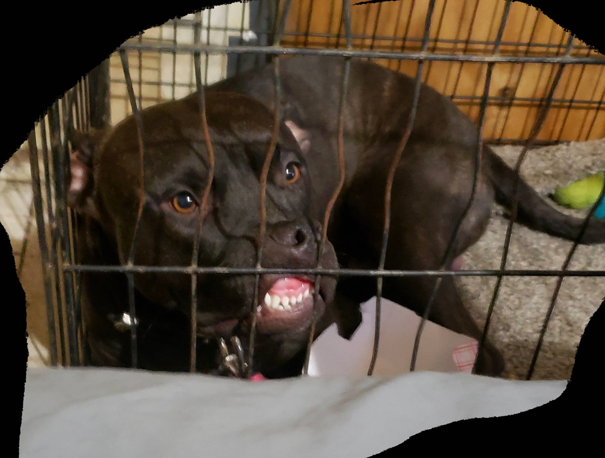 Smoke joined the competition — help win amazing prizes! canidae, carnivore, companion_dog, dog, dog_breed, dog_crate, dog_supply, fawn, fur, jaw, kennel, liver, mammal, pet_supply, snout, sporting_group, terrestrial_animal, vertebrate, whiskers, working_animal