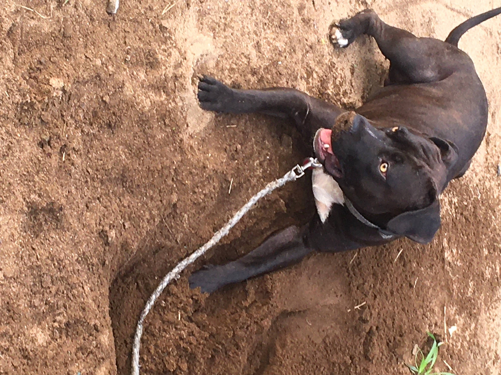 Starlito joined the competition — help win amazing prizes! adventure, canidae, carnivore, collar, dog, dog_breed, dog_collar, fawn, grass, guard_dog, leash, non_sporting_group, pack_animal, recreation, shadow, soil, sporting_group, tail, terrestrial_animal, working_animal