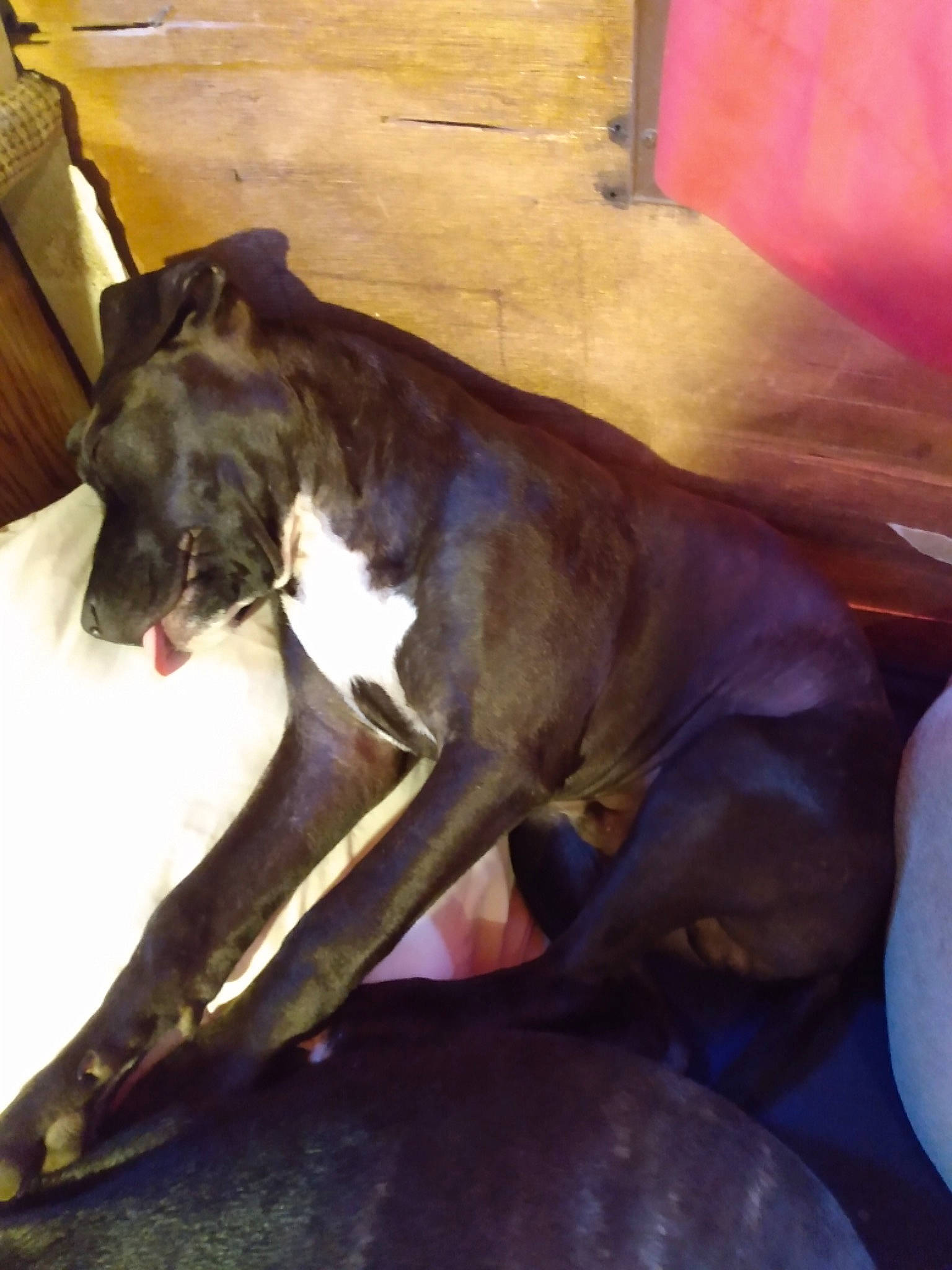 Starlito is registered to the contest to win money with this photo: canidae, carnivore, comfort, companion_dog, dog, dog_breed, fawn, guard_dog, hardwood, liver, nap, non_sporting_group, rampur_greyhound, sighthound, snout, sporting_group, toy_dog, whiskers, working_animal, working_dog