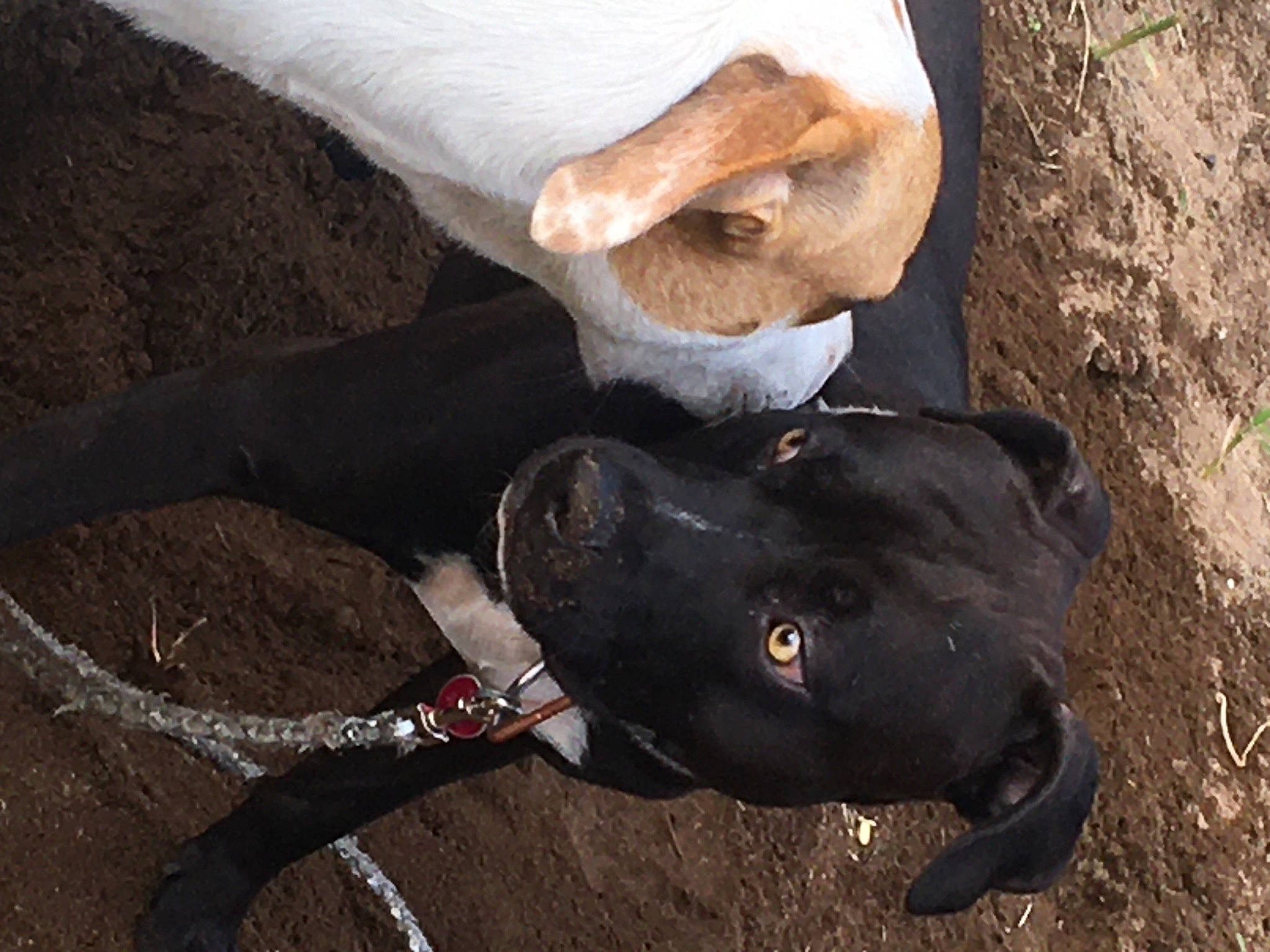 Starlito is registered to the contest to win money with this photo: canidae, carnivore, collar, companion_dog, dog, dog_breed, dog_collar, fawn, fur, gesture, hand, human_body, human_leg, leash, recreation, snout, soil, sporting_group, tail, working_animal