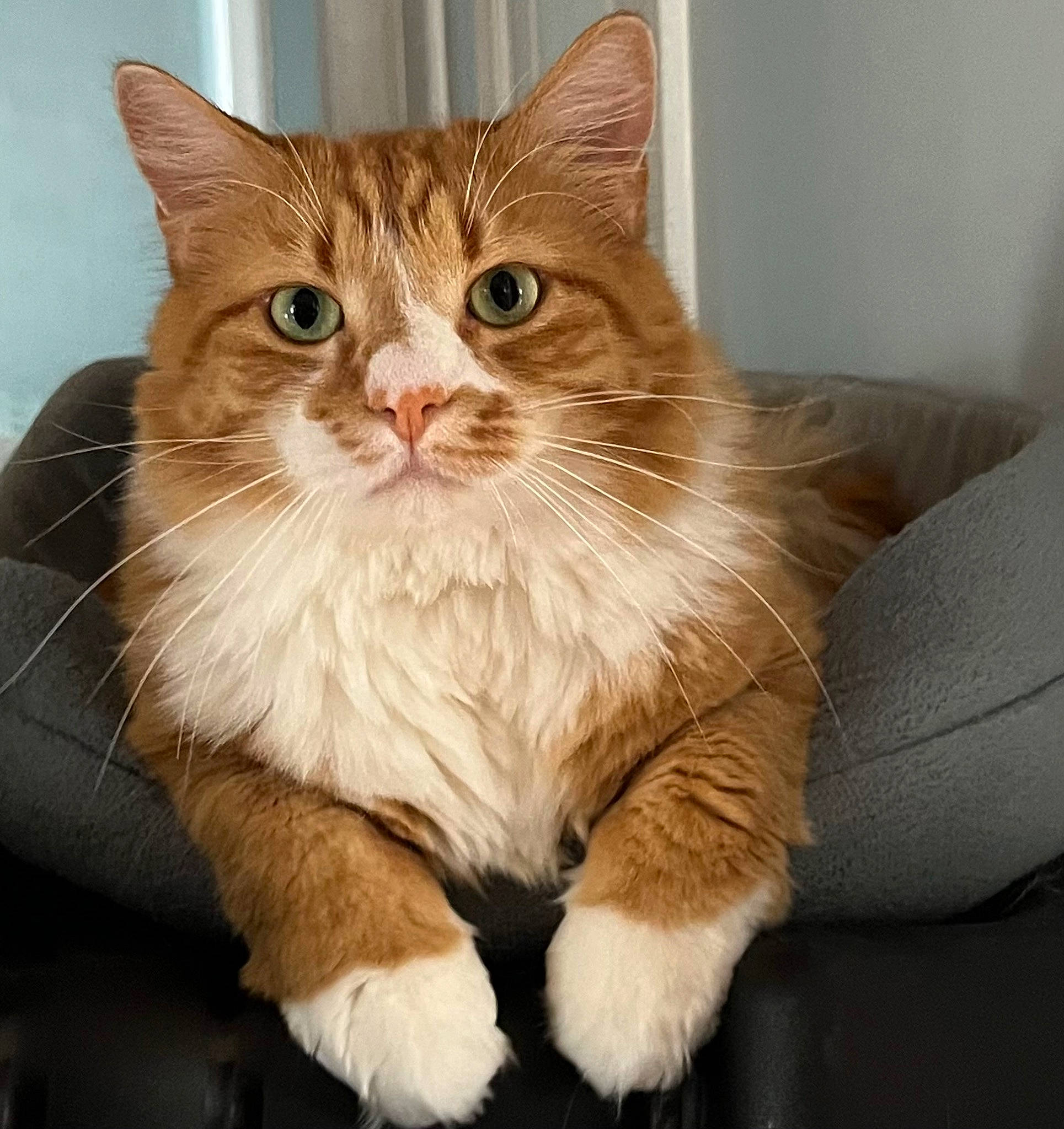 Mars is registered to the contest to win money with this photo: box, carnivore, cat, claw, comfort, domestic_short_haired_cat, fawn, felidae, fur, paw, sitting, small_to_medium_sized_cats, snout, tail, whiskers, window, wood