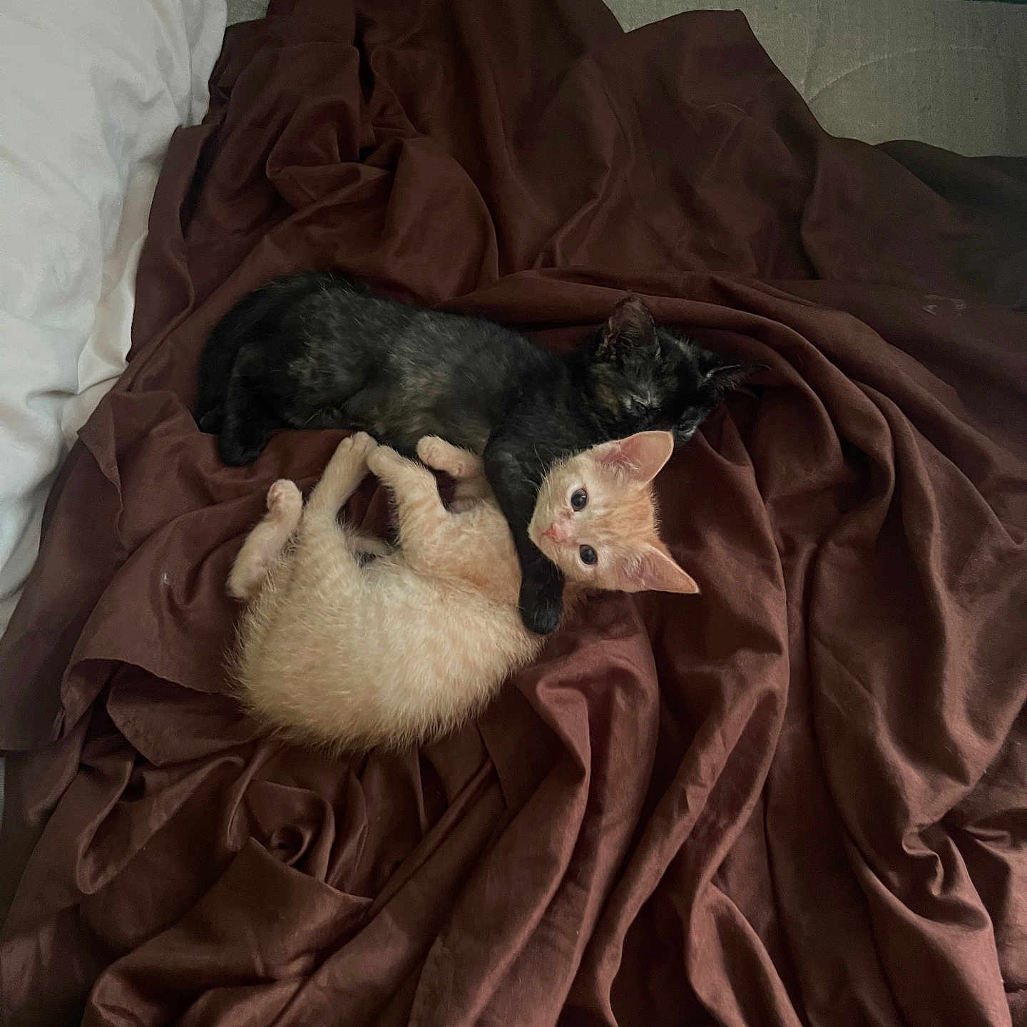 Navi Nova joined the competition — help win amazing prizes! adorable, animal, bed, brown_blanket, cat, comfort, companion, cozy, cute, feline, fur, indoor, kitten, pet, resting, sleeping, snuggling, soft, two_cats, young