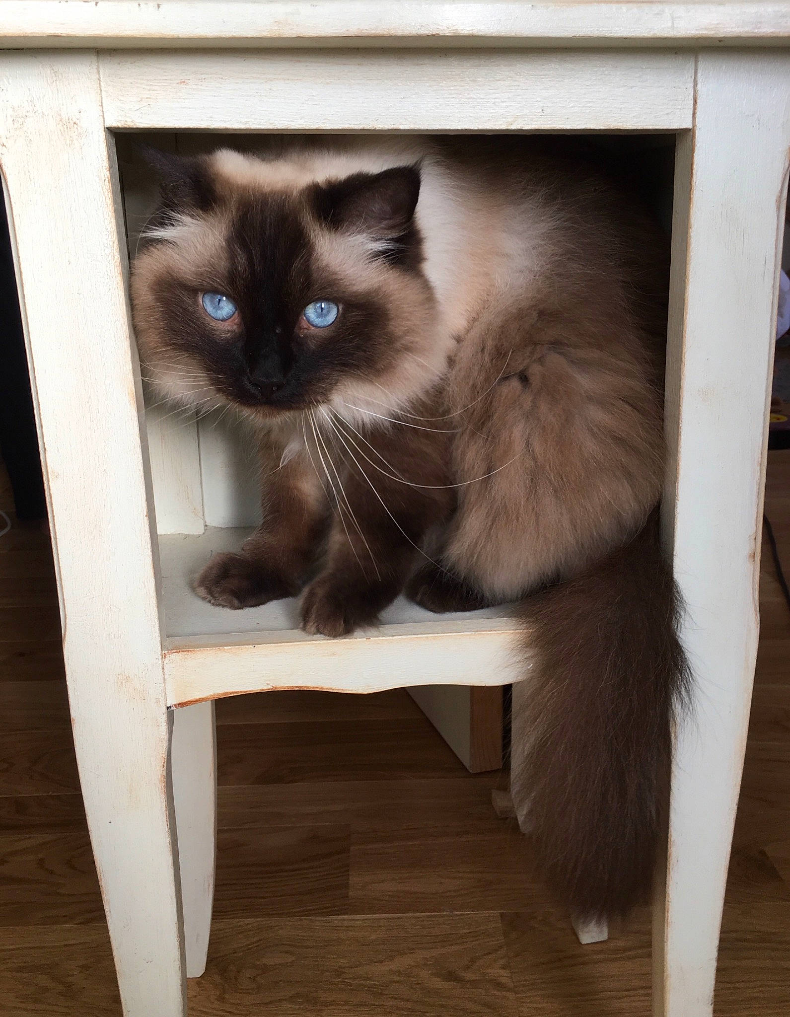 Perceval a rejoint le concours — aidez-le/la à gagner de superbes lots ! balinese, birman, carnivore, cat, fawn, felidae, flooring, fur, hardwood, iris, ragdoll, siamese, small_to_medium_sized_cats, snout, tail, thai, whiskers, window, wood, wood_stain