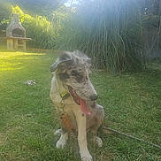 Aylo a rejoint le concours — aidez-le/la à gagner de superbes lots ! animal, canine, collar, dog, fence, garden, grass, greenery, leash, nature, outdoor, pet, plant, playful, relaxed, summer, sunlight, sunshine, tongue, yard
