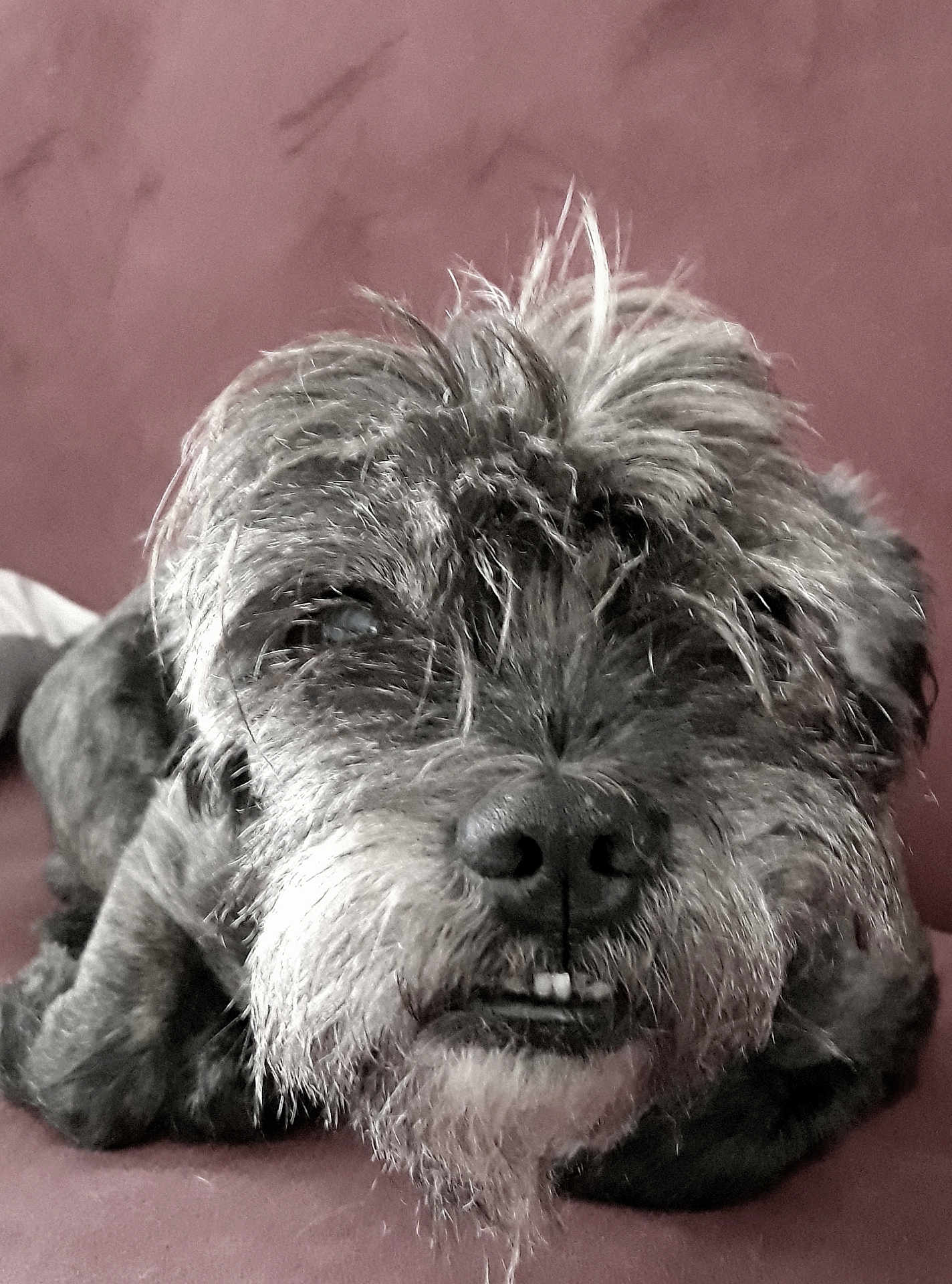 Tobby