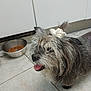 animal, canine, cute, dog, domestic, ears, eyes, food_bowl, fur, happy, indoor, kitchen, metal_bowl, muzzle, pet, scruffy, small_dog, tile_floor, tongue_out, white_scrunchie