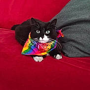 Bella a rejoint le concours — aidez-le/la à gagner de superbes lots ! cat, black_and_white, rainbow_bandana, red_couch, grey_cushion, indoor, pet, feline, whiskers, blue_eyes, relaxed, sitting, cozy, domestic_animal, animal_portrait, cute, fur, paw, home, colorful
