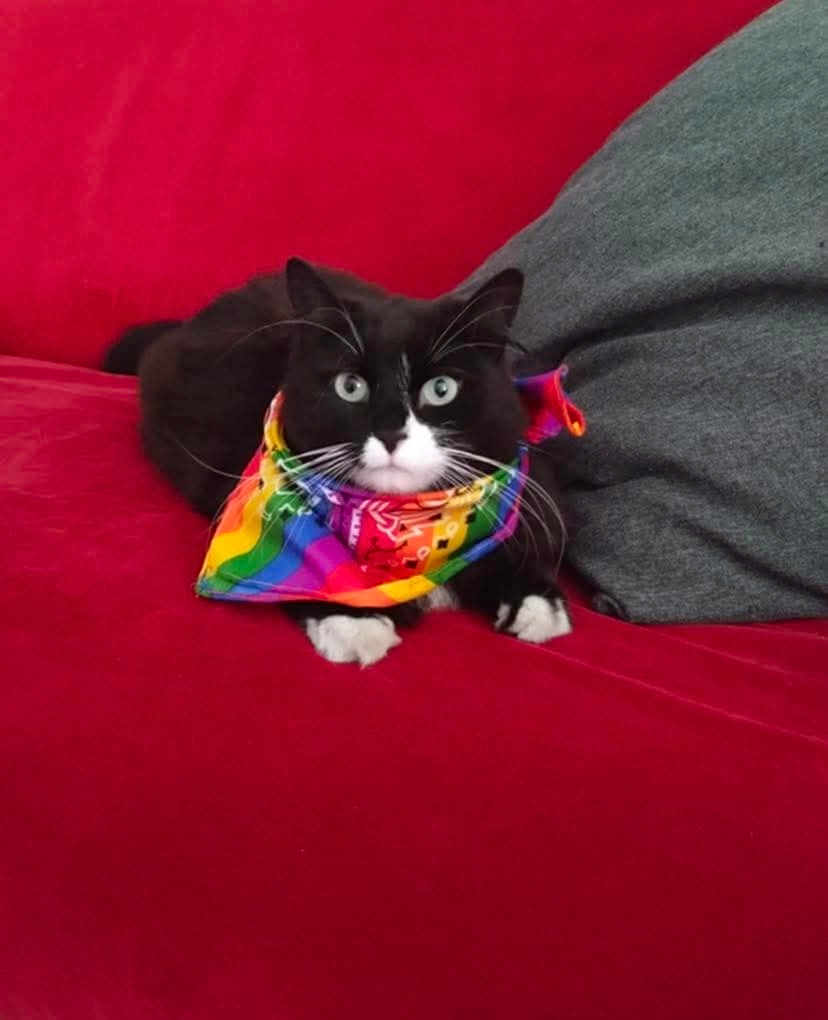 Bella a rejoint le concours — aidez-le/la à gagner de superbes lots ! cat, black_and_white, rainbow_bandana, red_couch, grey_cushion, indoor, pet, feline, whiskers, blue_eyes, relaxed, sitting, cozy, domestic_animal, animal_portrait, cute, fur, paw, home, colorful