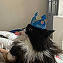 Bella participe au concours pour gagner de l'argent avec cette photo : animal, arm, bed, black_and_white, burger_king, cat, closeup, crown, cute, door, feline, fluffy, fur, house, indoor, person, pet, relaxed, smurfs, whiskers
