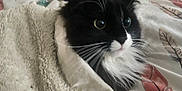 Bella participe au concours pour gagner de l'argent avec cette photo : animal, bed, bedding, black_and_white, blanket, cat, cozy, curious, cute, domestic, feline, fluffy, fur, indoor, leaf_pattern, pet, resting, sleepy, snuggled, whiskers