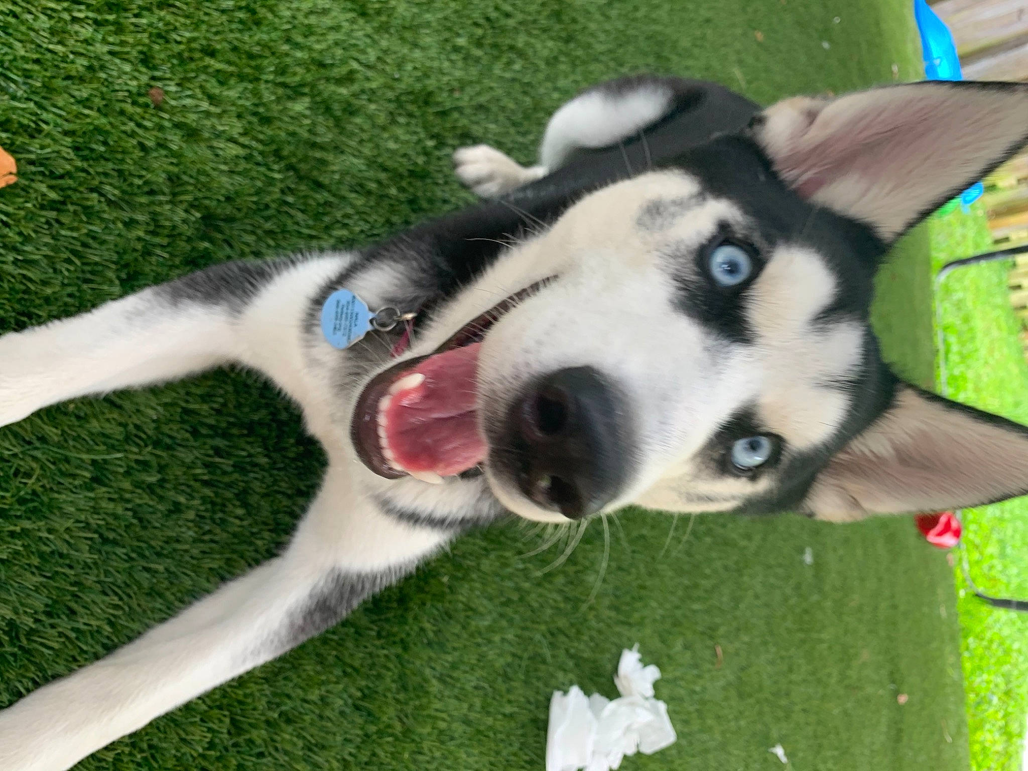 Nala joined the competition — help win amazing prizes! ancient_dog_breeds, canidae, carnivore, collar, companion_dog, dog, dog_breed, foot, fur, grass, herding_dog, non_sporting_group, plant, recreation, siberian_husky, sled_dog, snout, sporting_group, working_animal, working_dog
