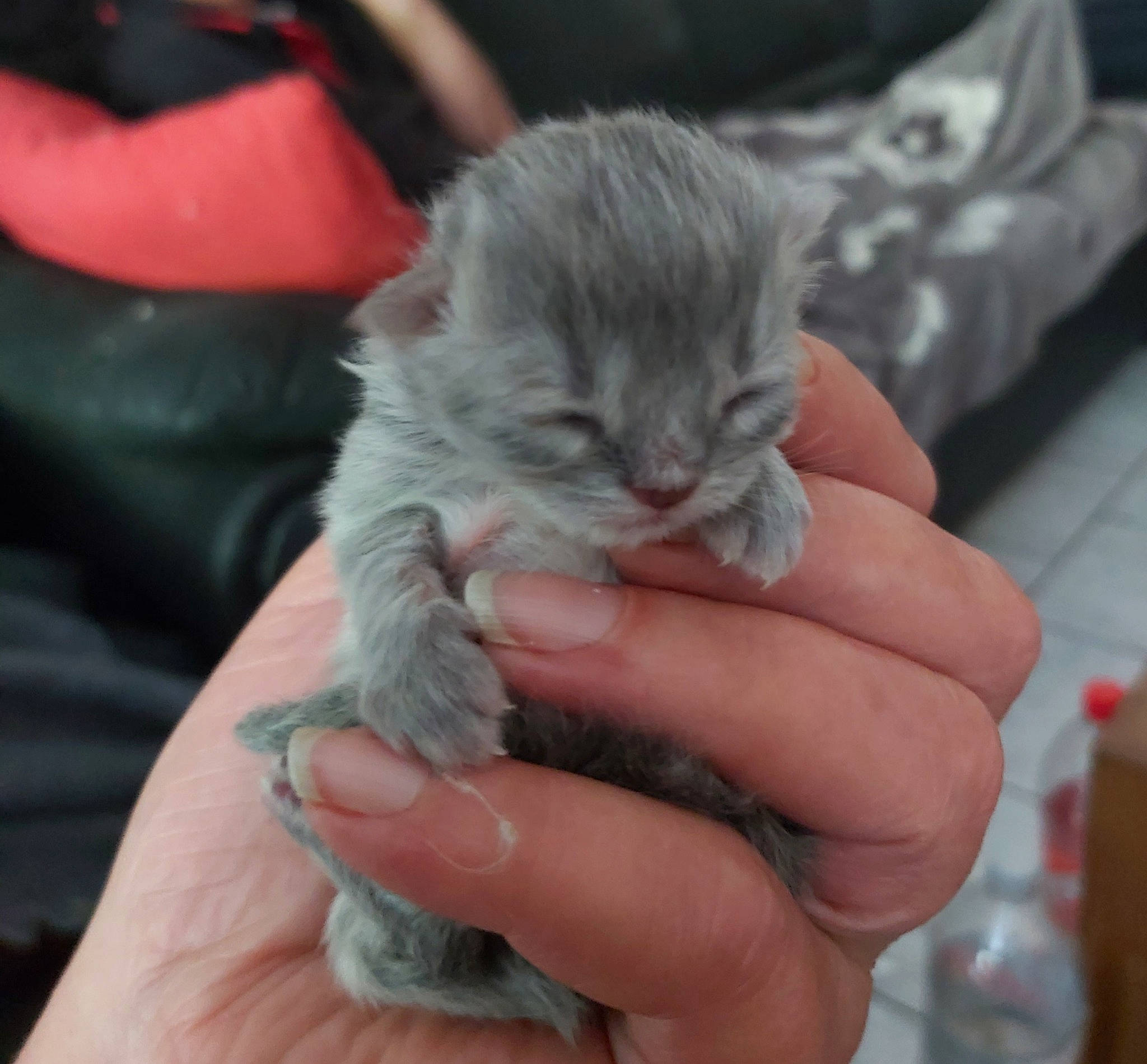 Barbara a rejoint le concours — aidez-le/la à gagner de superbes lots ! asian, british_semi_longhair, carnivore, cat, claw, domestic_short_haired_cat, dragon_li, european_shorthair, fawn, felidae, hand, kitten, mammal, munchkin, norwegian_forest_cat, polydactyl_cat, siberian, small_to_medium_sized_cats, whiskers