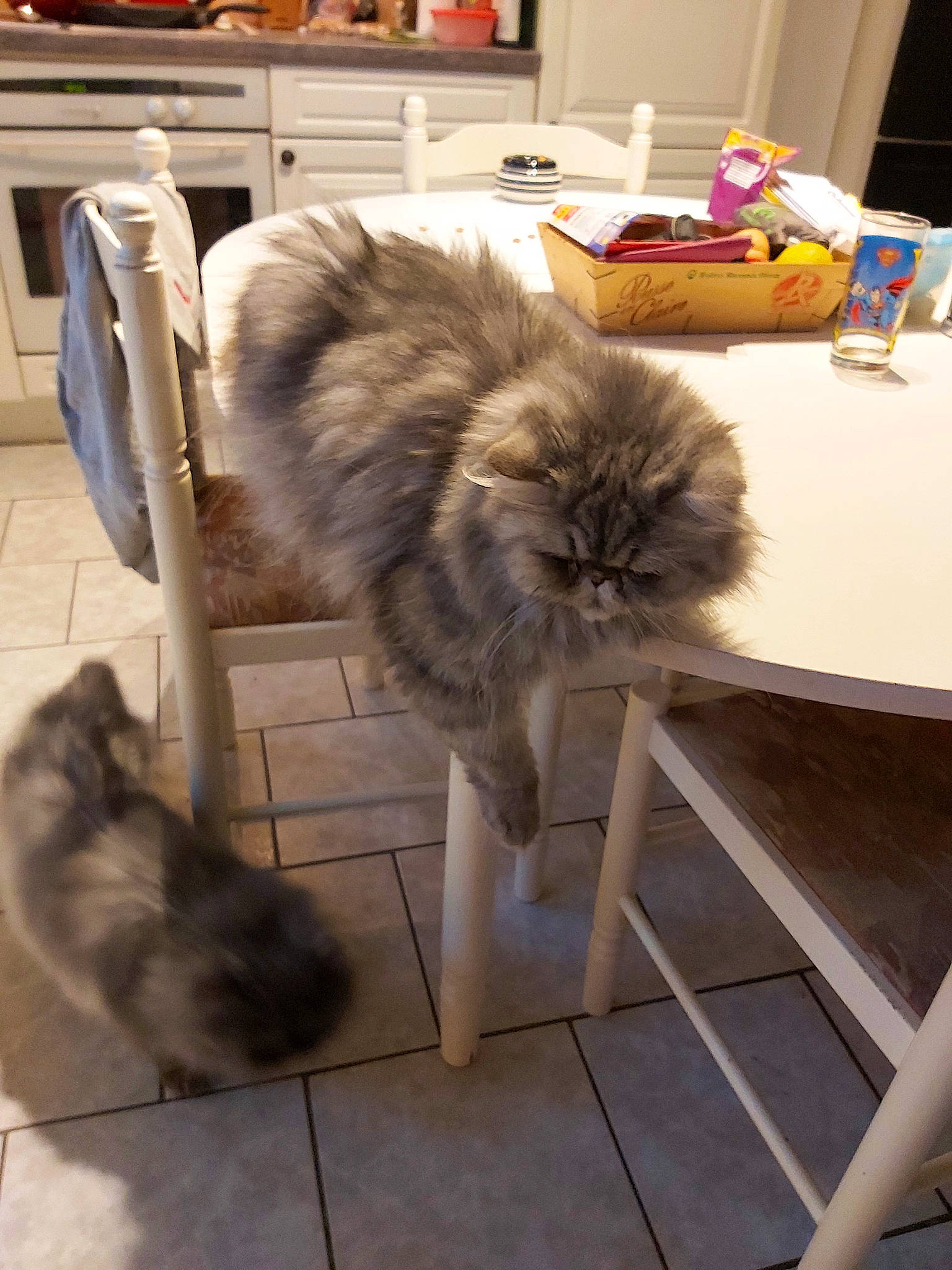 Barbara participe au concours pour gagner de l'argent avec cette photo : british_longhair, canidae, carnivore, cat, domestic_long_haired_cat, fawn, felidae, floor, fur, mammal, norwegian_forest_cat, persian, ragamuffin, small_to_medium_sized_cats, tail, whiskers