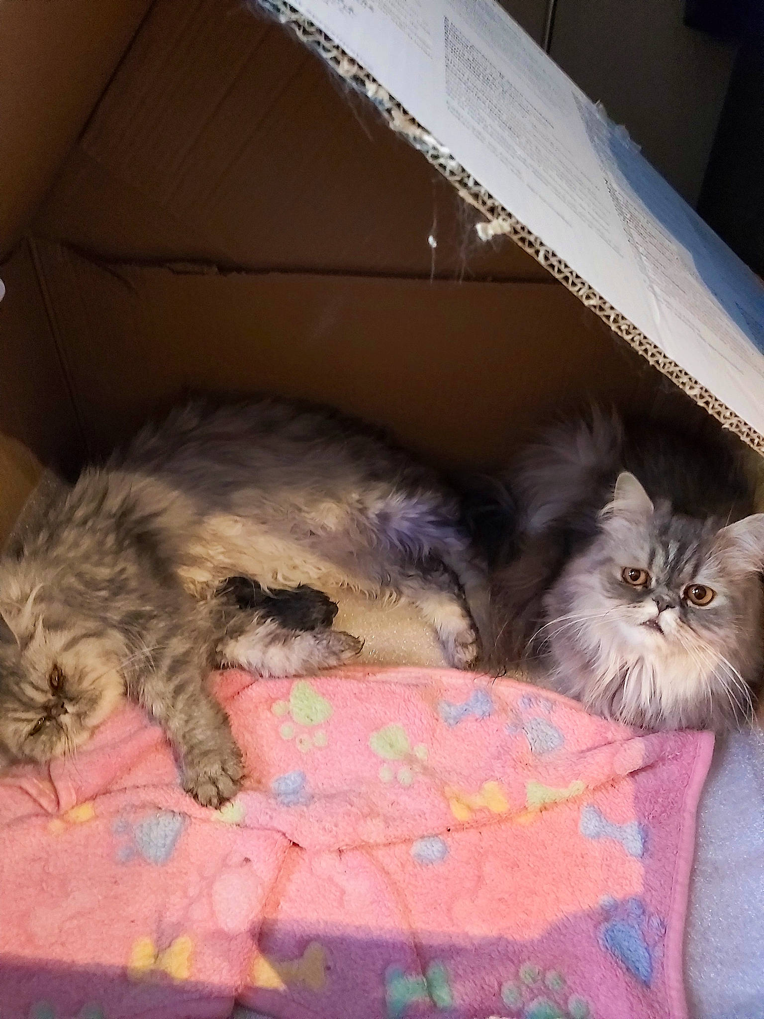 Barbara a rejoint le concours — aidez-le/la à gagner de superbes lots ! british_semi_longhair, carnivore, cat, domestic_long_haired_cat, european_shorthair, fawn, felidae, fur, kitten, mammal, norwegian_forest_cat, persian, skin, small_to_medium_sized_cats, whiskers