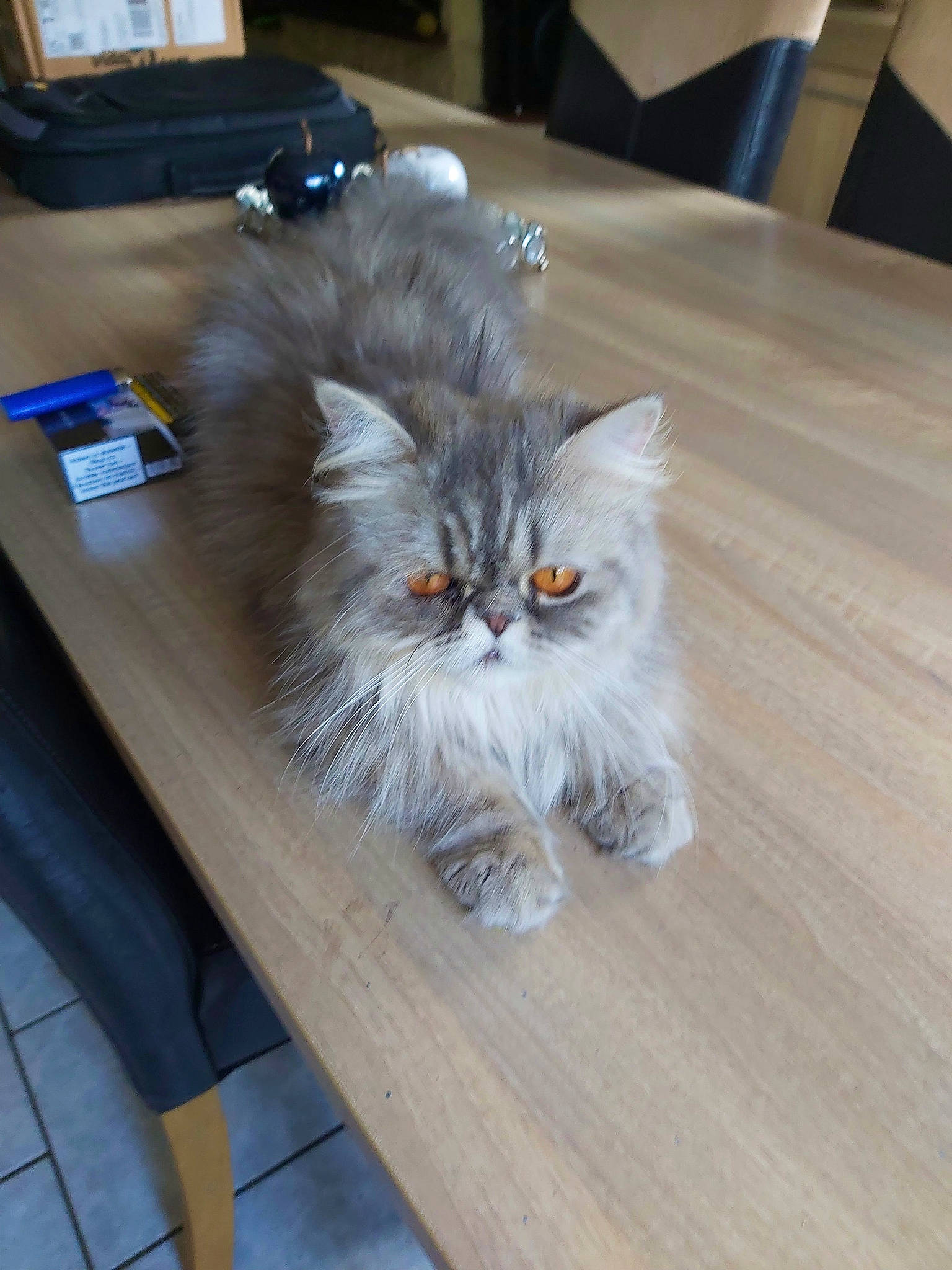 Barbara a rejoint le concours — aidez-le/la à gagner de superbes lots ! asian, asian_semi_longhair, british_longhair, british_semi_longhair, carnivore, cat, domestic_long_haired_cat, fawn, felidae, fur, kitten, mammal, napoleon_cat, norwegian_forest_cat, persian, ragamuffin, siberian, small_to_medium_sized_cats, whiskers, wood
