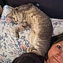 animal, bed, blanket, cat, closeup, comfort, cozy, cute, feline, floral_pattern, fur, headboard, indoor, nap, person, pet, pillow, relaxation, resting, sleeping