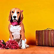 Urssaf participe au concours pour gagner de l'argent avec cette photo : dog, beagle, pink_bandana, flowers, suitcase, yellow_background, pet, portrait, indoor, still_life, travel, decor, cute, animal, table, studio, colorful, brown, white, sitting
