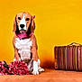 dog, beagle, pink_bandana, flowers, suitcase, yellow_background, pet, portrait, indoor, still_life, travel, decor, cute, animal, table, studio, colorful, brown, white, sitting