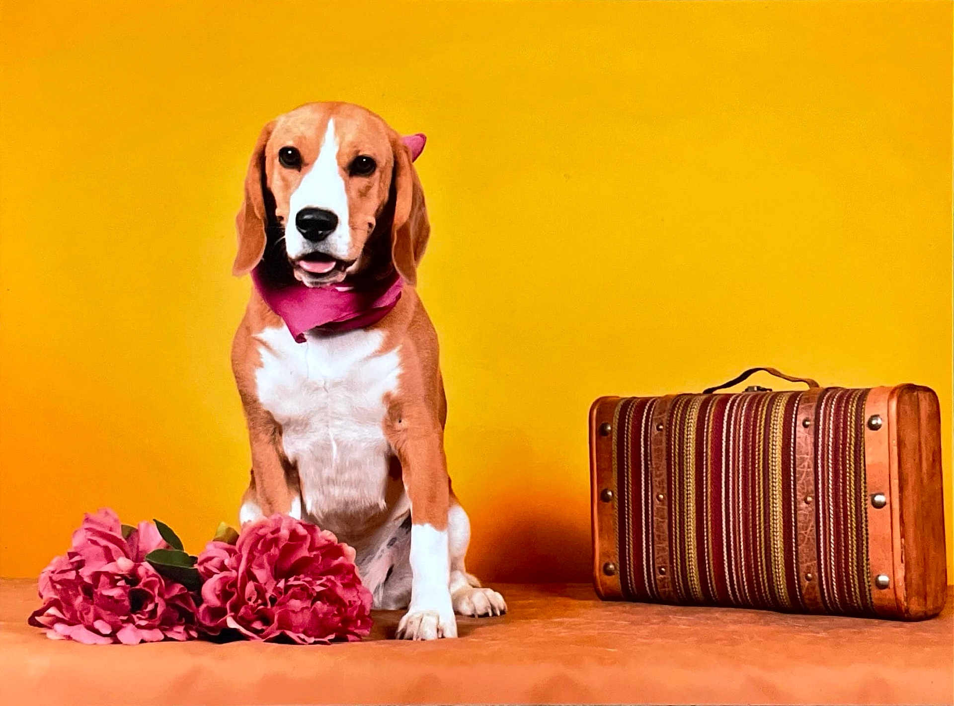 Urssaf participe au concours pour gagner de l'argent avec cette photo : dog, beagle, pink_bandana, flowers, suitcase, yellow_background, pet, portrait, indoor, still_life, travel, decor, cute, animal, table, studio, colorful, brown, white, sitting